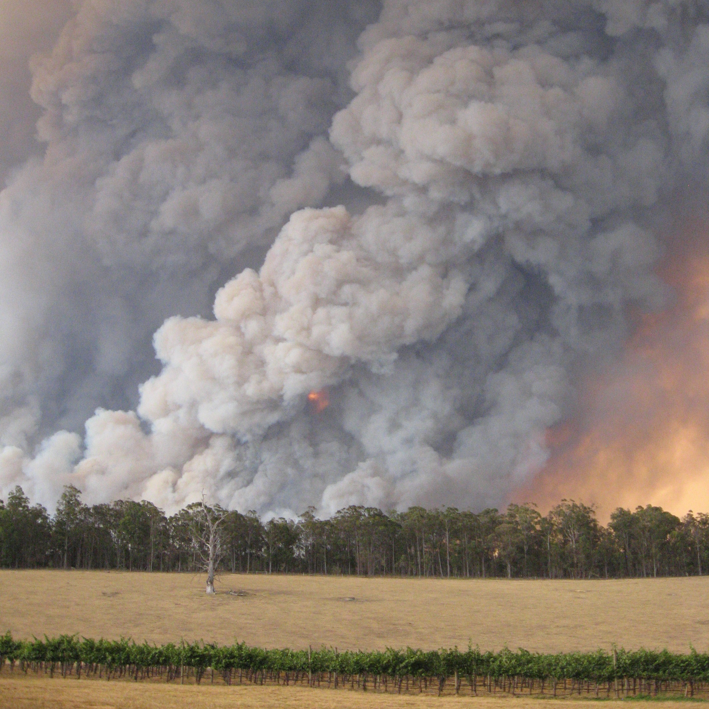 bushfire smoke