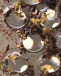 hungry bees during crushing